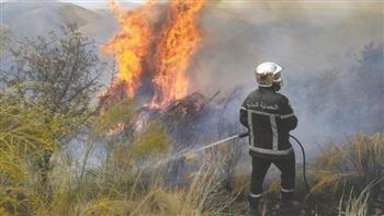 وزارة الداخلية في الجزائر: إخماد 80 بالمئة من حرائق الغابات