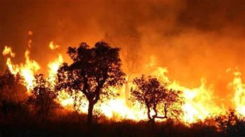«حكماء المسلمين» يعرب عن تضامنه مع الجزائر في ضحايا حرائق الغابات