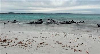 فيديو.. مجزرة جماعية لحيتان على شواطئ أستراليا