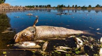 بسبب نقص الأكسجين.. نفوق كميات هائلة من الأسماك في نهر أودر