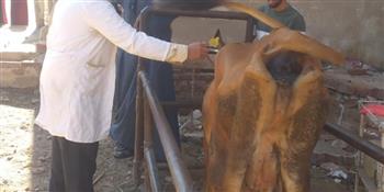 تحصين 47 ألف رأس ماشية في الفيوم ضد الحمى القلاعية والوادي المتصدع