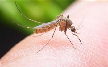 6 نصائح من الصحة لمنع توالد البعوض وانتشار الأمراض بالصيف