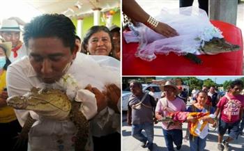 بعد قصة حب.. مسؤول مكسيكي يتزوج أنثى تمساح (فيديو)
