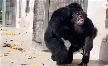 لحظة مؤثرة لشمبانزي ترى السماء لأول مرة منذ 28 عامًا (فيديو)