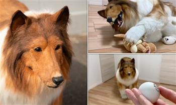 أخفى هويته البشرية.. ياباني يتحول إلى كلب حقيقي (فيديو)