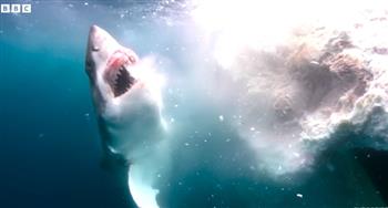 مجموعة من أسماك القرش تلتهم جثة حوت ضخم في الأعماق (فيديو)