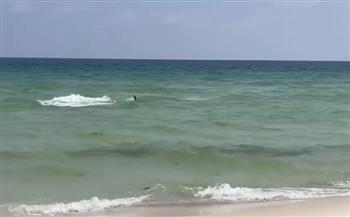 سمكة قرش تثير الرعب وتلاحق المصطافين على شاطئ فلوريدا