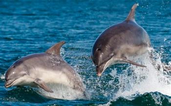 شاهد.. دلافين تنقذ حياة أمريكي هاجمته سمكة قرش فتّاكة بالبحر الأحمر