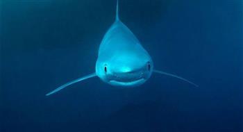 تحذيرات كبيرة فى إسبانيا بسبب انتشار القرش الأزرق