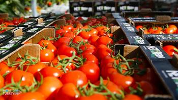 صادرات تركيا من الطماطم تبلغ أكثر من 326 مليون دولار فى ستة أشهر
