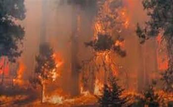 روسيا: حرائق ضخمة في غابات مقاطعة ماجادان