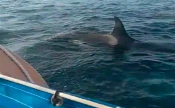 بالفيديو.. 5 من الحيتان القاتلة تهاجم بحارًا وحيدًا في عرض البحر