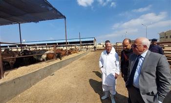 إقامة محطة لتسمين الماشية في بورسعيد