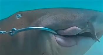 بالفيديو.. غواص ينقذ سمكة قرش عملاقة من خطاف معدني في فمها