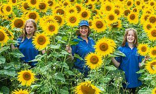 عرض مذهل لـ750 ألف زهرة عباد الشمس يضيء الحقول في دورست