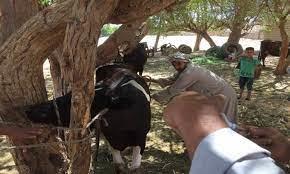 محافظ المنيا: تحصين 75 ألف رأس ماشية ضد الأمراض الوبائية