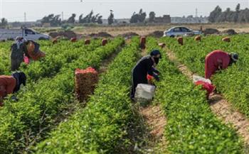 ارتفاع صادرات مصر الزراعية من الحاصلات لما يقارب ملياري دولار