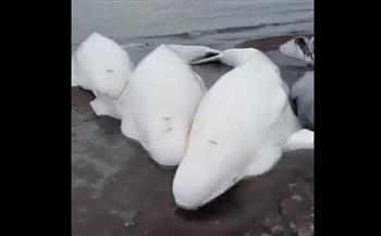 ليس لها أعداء في البحر.. عملية إنقاذ لعائلة حيتان بيضاء نادرة (فيديو)