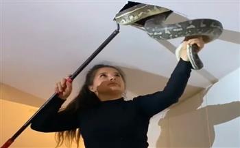 بمنتهى الهدوء.. فتاة تصطاد ثعابين خطيرة اخترقت سقف منزل (فيديو)