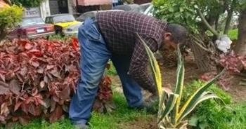 رفع كفاءة الحدائق العامة وزراعة النباتات بأحياء الإسكندرية