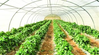 "مجمع الزراعات المحمية" نقلة نوعية لتحقيق الاكتفاء الذاتي من الخضر وإنتاج البذور