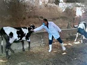 "بيطري الدقهلية": تحصين 185 ألف رأس ماشية ضد مرضي الحمى القلاعية والوادي المتصدع