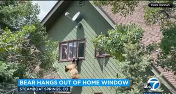 دب يتسلق نافذة ويهاجم مسنة بطريقة مخيفة| فيديو 