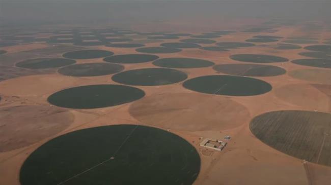 الدلتا الجديدة إضافة كبيرة للقطاع الزراعي.. 2 مليون فدان لحماية الأمن الغذائي