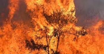 ارتفاع حصيلة قتلى حرائق الغابات في هاواي إلى 114 شخصا