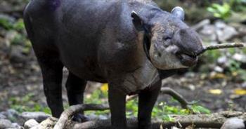 افتتاح حديقة حيوان خاصة لمشاهدة التايبر المهدد بالانقراض 