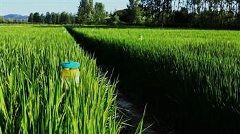 زيادة مطردة في حجم إنتاج الأرز المبكر في الصين