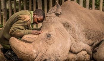 بعد انقراضه منذ 5 سنوات.. العلماء يٌعيدون وحيد القرن الأبيض إلى الحياة