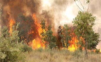 نشوب حريق هائل في الغابة الشجرية بمدينة طور سيناء