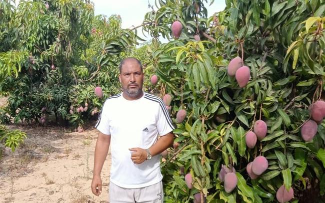 خبير: موسم المانجو 2023 تأثر بارتفاع الحرارة.. والأصناف البلدي القديمة انقرضت