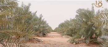 توشكى الخير.. عمل متواصل لتحويل الصحراء إلى مساحات زراعية (فيديو)