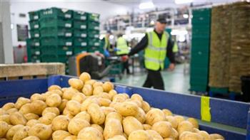 الزراعة : فحص مليون طن من البطاطس لتصديرها 