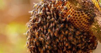 5 ملايين نحلة تتسبب فى حالة ذعر بكندا 
