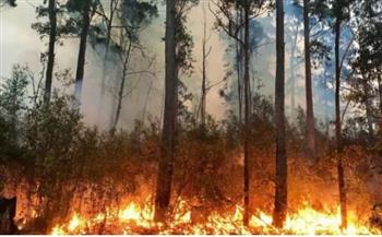 رئيس الوزراء اليونانى يتوقّع بأن تلتهم حرائق الغابات أكثر من 150 ألف هكتار هذا الصيف 
