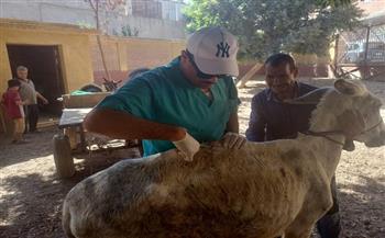 «الزراعة» تطلق قافلة بيطرية لعلاج مواشي صغار المربين مجانا في محافظة القليوبية 