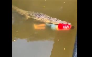 فيديو مروع.. تمساح يقتل لاعب كرة قدم أثناء السباحة في النهر