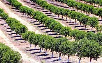 معدلات تنفيذ مبادرة «100 مليون شجرة» بالمنيا