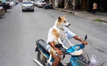 من شخص دون رأس لكلب يقود دراجة نارية.. لقطات من الشارع تدعو للتأمل