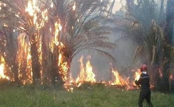الحماية المدنية بالدقهلية تسيطر على حريق هائل إندلع داخل مزرعة موالح
