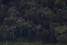 تقارير: كولومبيا أخطر دولة على المدافعين عن البيئة في عام 2022 