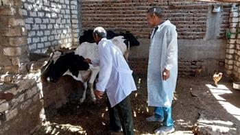 تحصين 46 ألف رأس من الماشية ضد الأمراض الوبائية في الأقصر