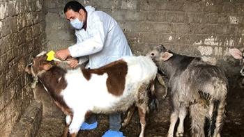 محافظ الغربية: تحصين 245 ألف رأس ماشية ضد امراض وبائية