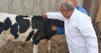 محافظ المنوفية: تحصين ما يزيد على 370 ألف رأس ماشية ضد الأمراض الوبائية