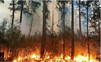 خبيرة شئون بيئية: 20 بؤرة حريق بسبب حرائق الغابات فى الجزائر 