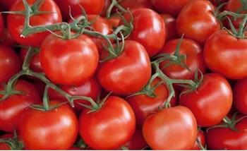 بشرى سارة من شعبة الخضروات بشأن خفض أسعار الطماطم في الأسواق