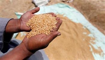 بلومبرج: الحصاد القياسي هذا الموسم عزز ريادة روسيا في سوق القمح العالمية